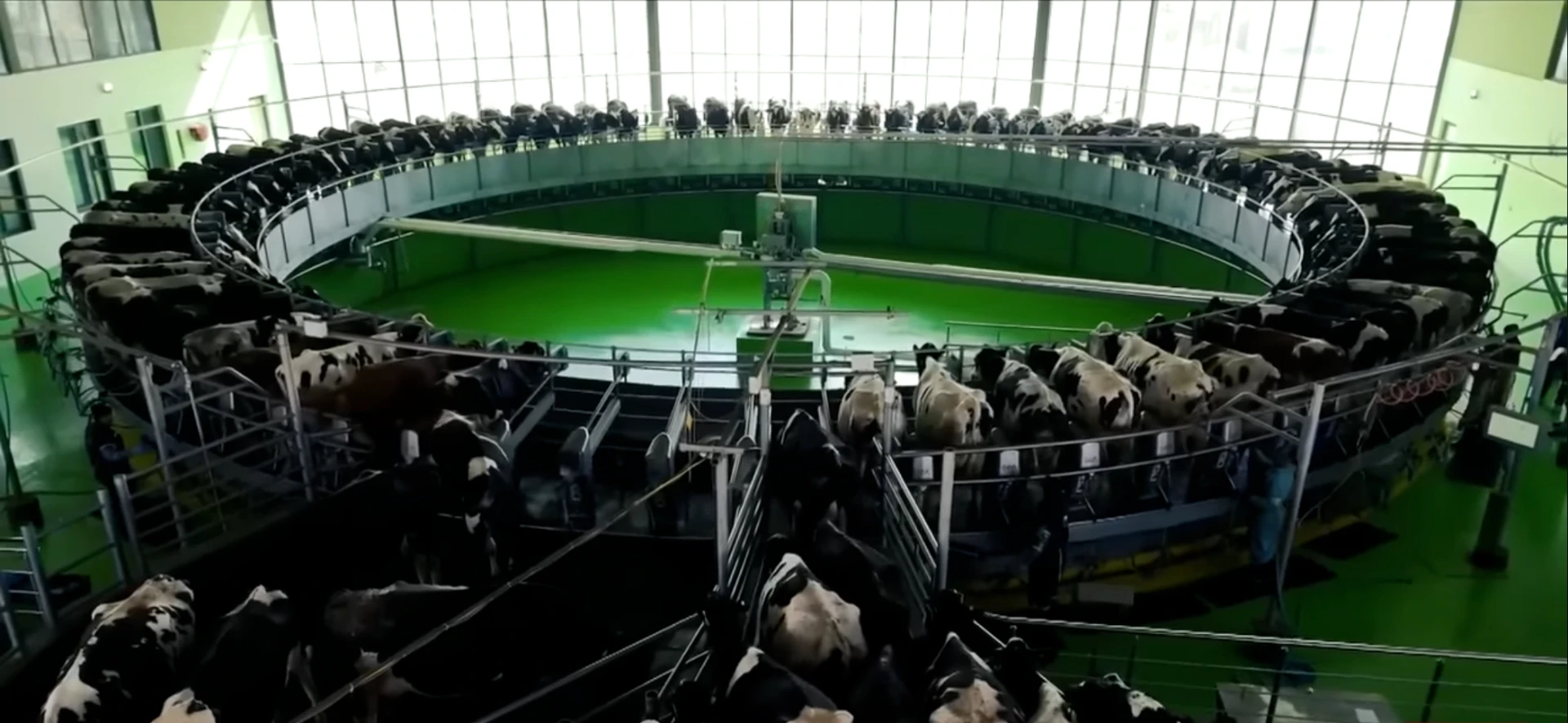 Rotary milking carousel inside the Al Sheikh milking facility